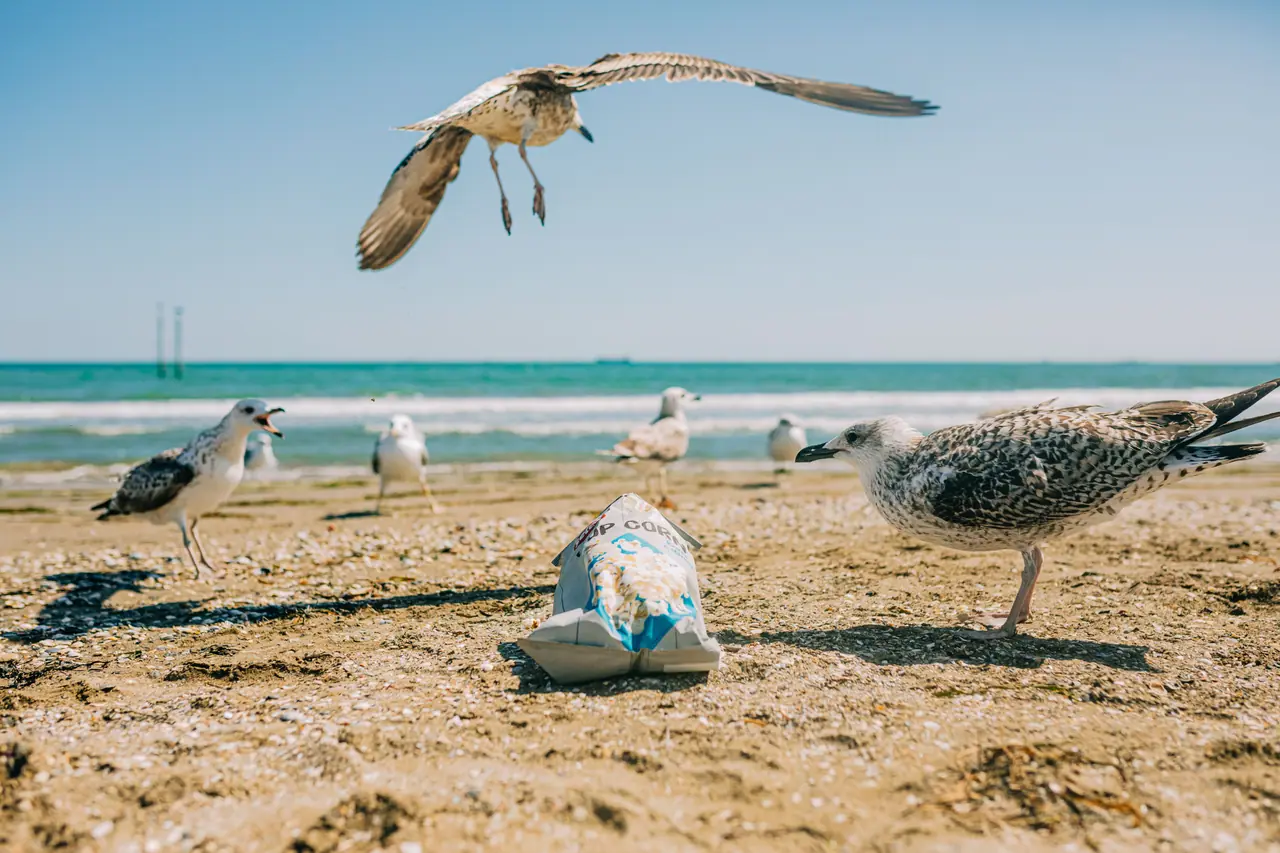 Seagulls on a beach around a discarded snack bag, with one gull flying overhead.